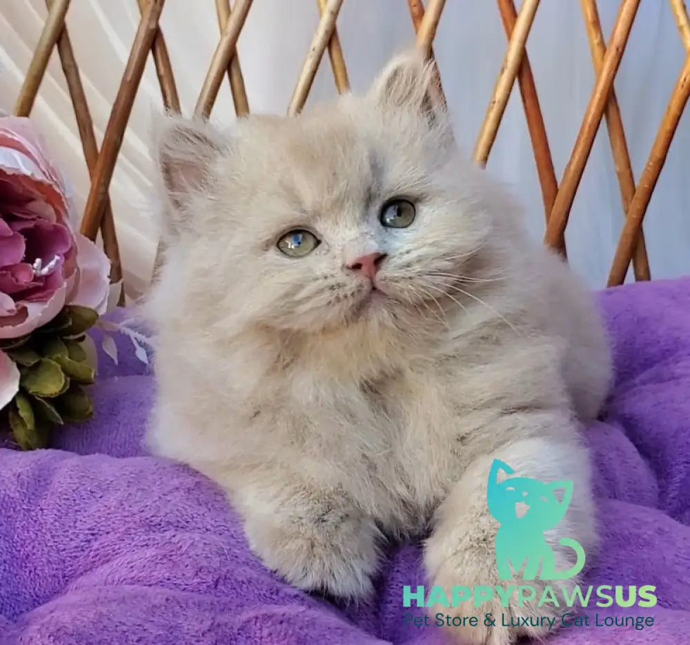 Teo British Longhair male fawn - live animals