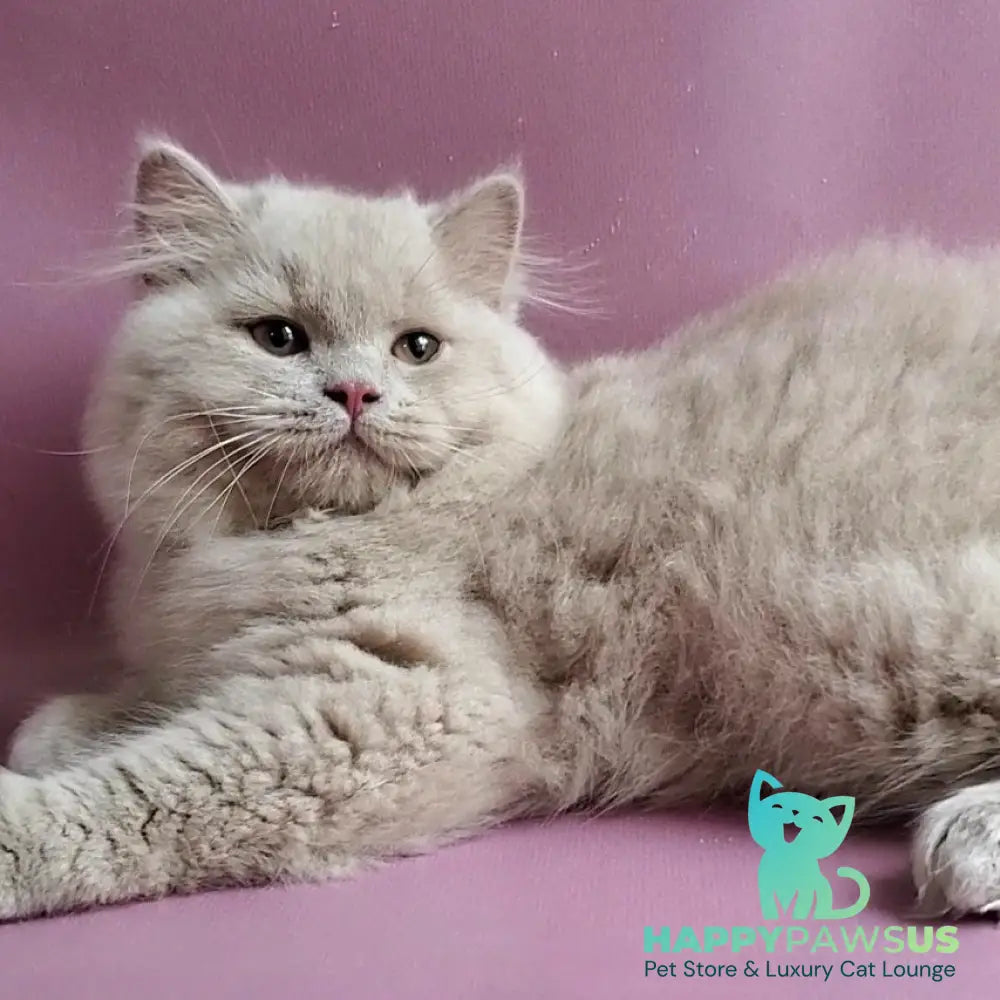 Teo British Longhair male fawn - live animals