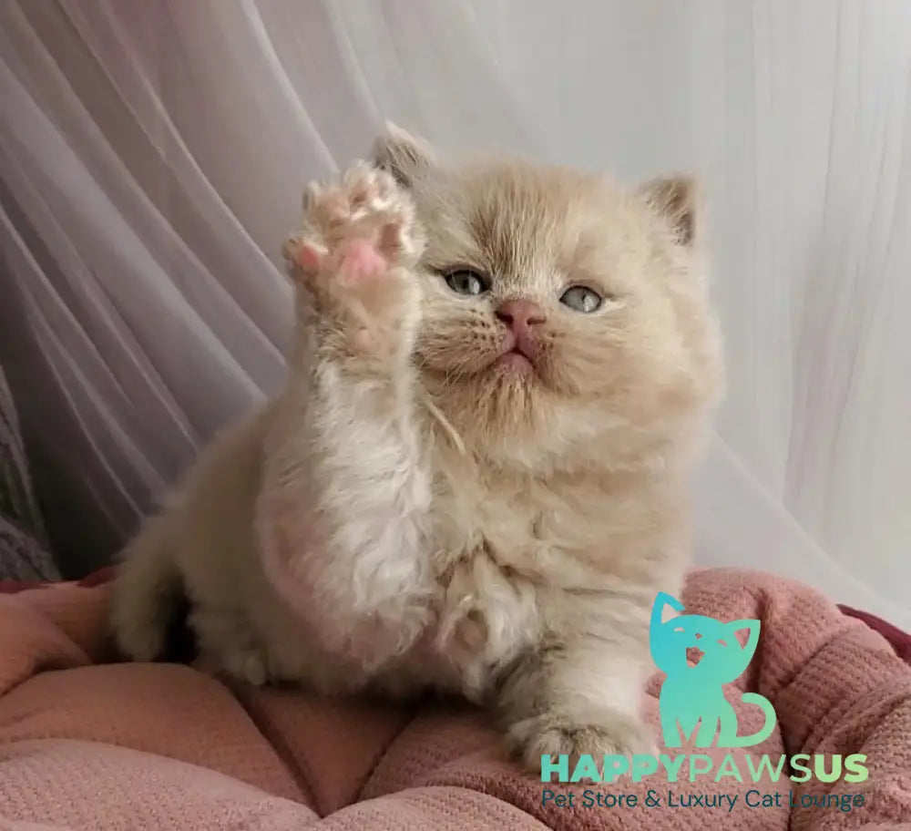 Teo British Longhair male fawn - live animals