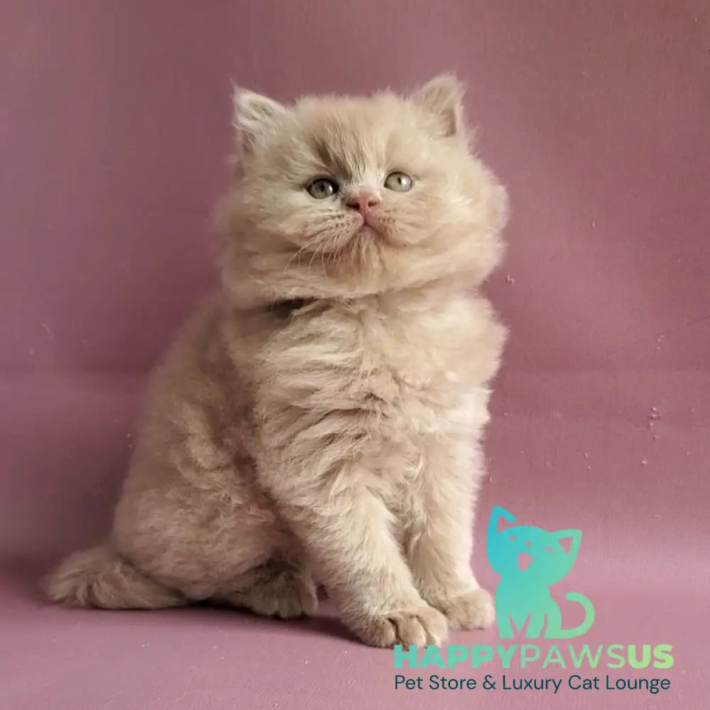 Teo British Longhair male fawn - live animals