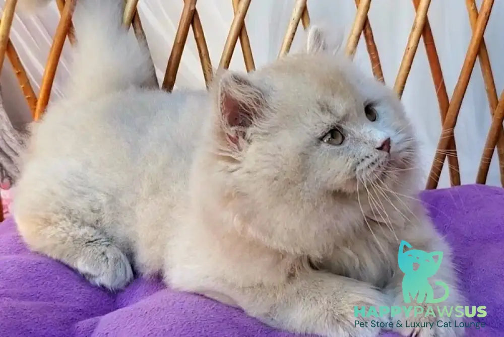 Teo British Longhair male fawn - live animals