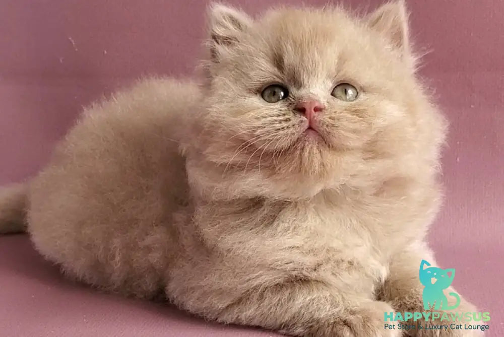 Teo British Longhair male fawn - live animals