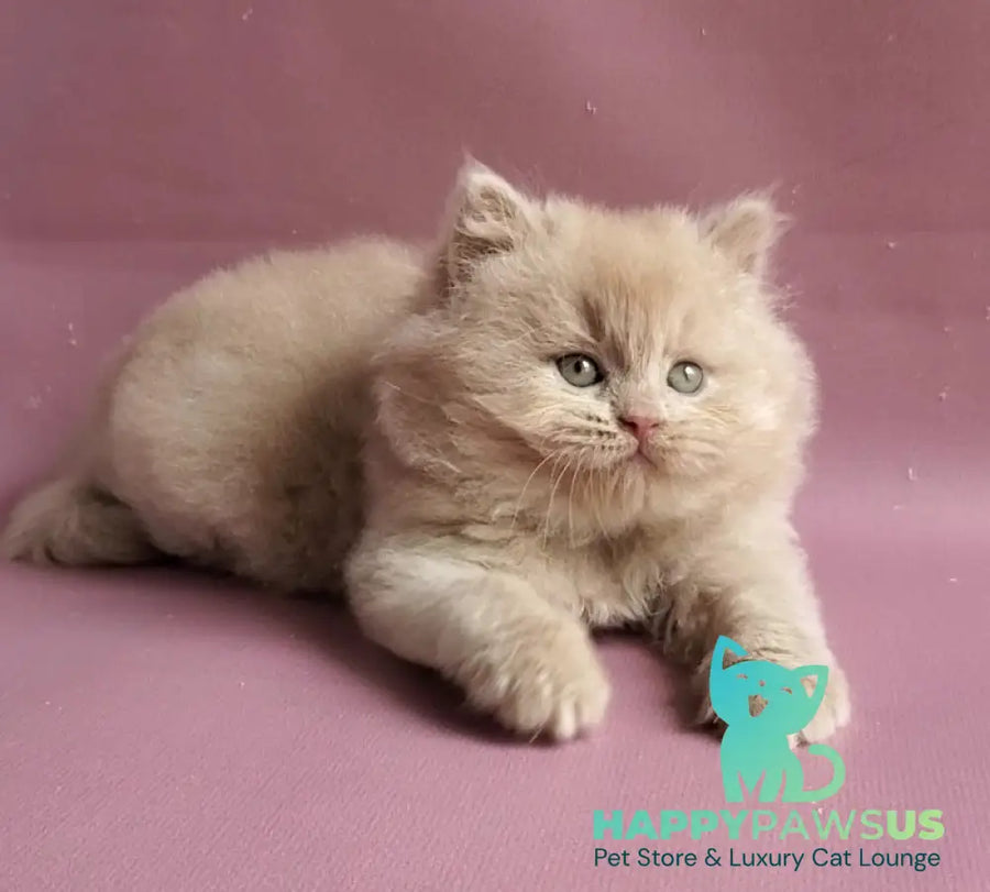 Teo British Longhair male fawn - live animals