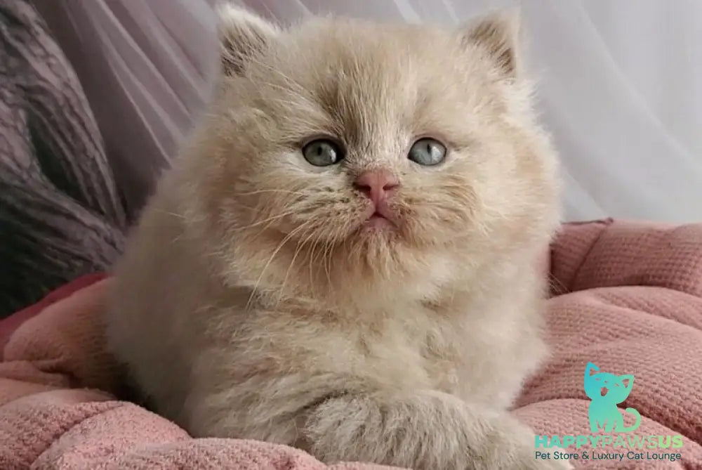 Teo British Longhair male fawn - live animals