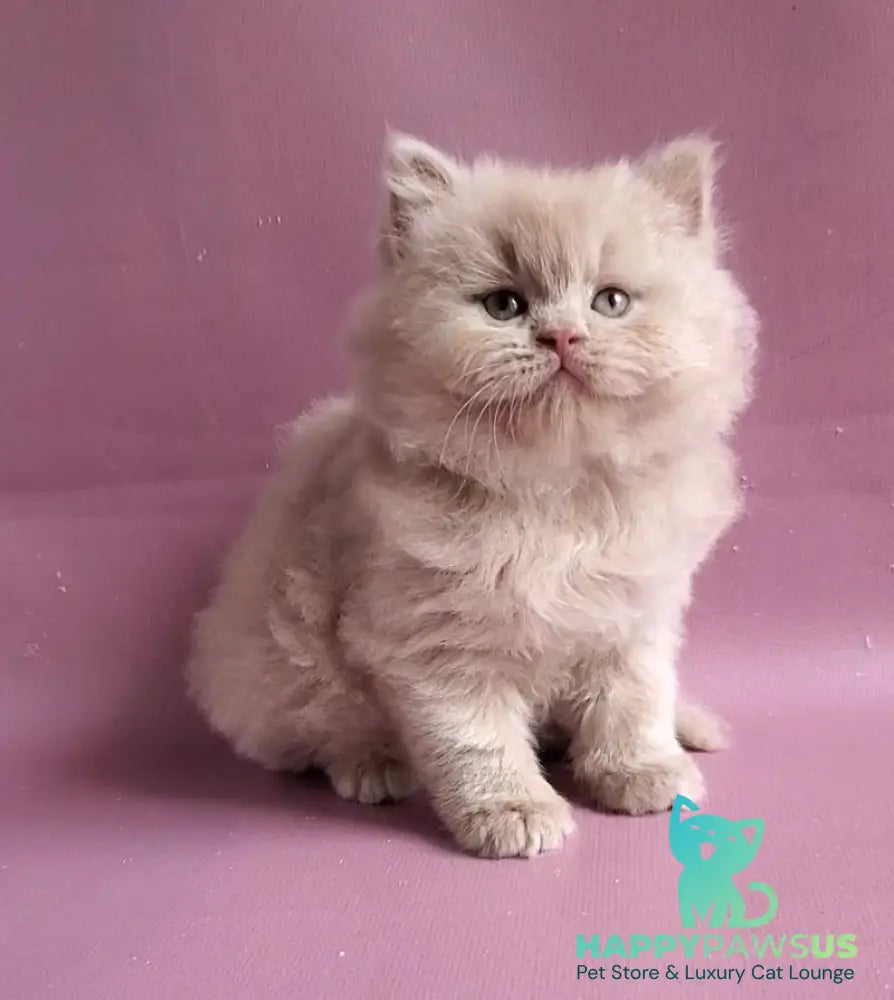 Teo British Longhair male fawn - live animals