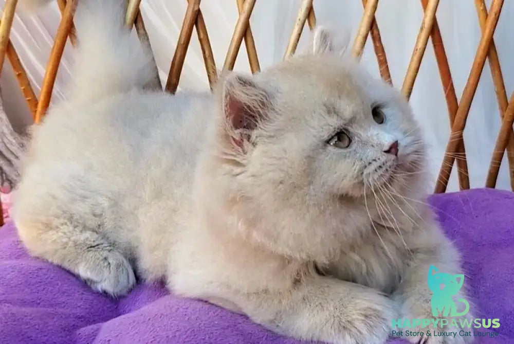 Teo British Longhair male fawn - live animals