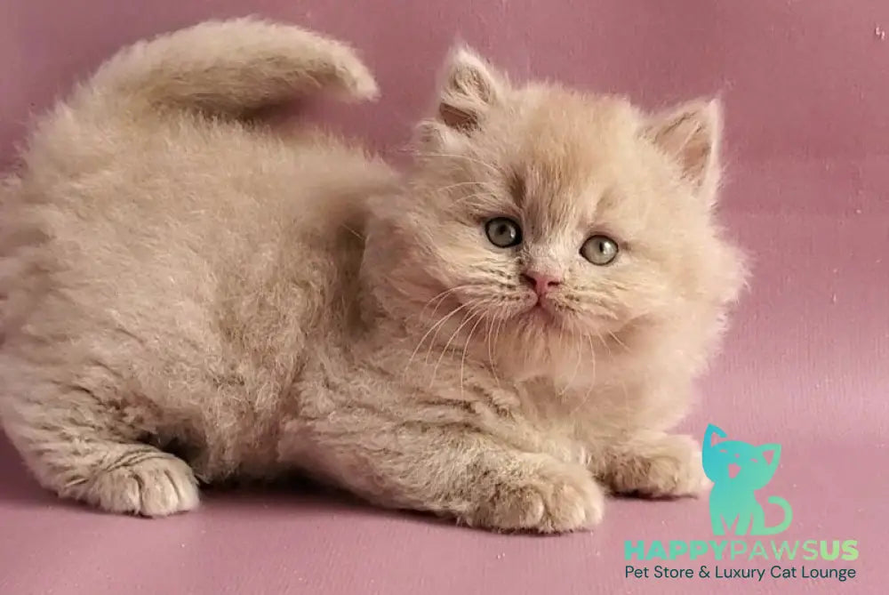 Teo British Longhair male fawn - live animals