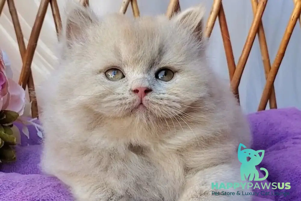 Teo British Longhair male fawn - live animals