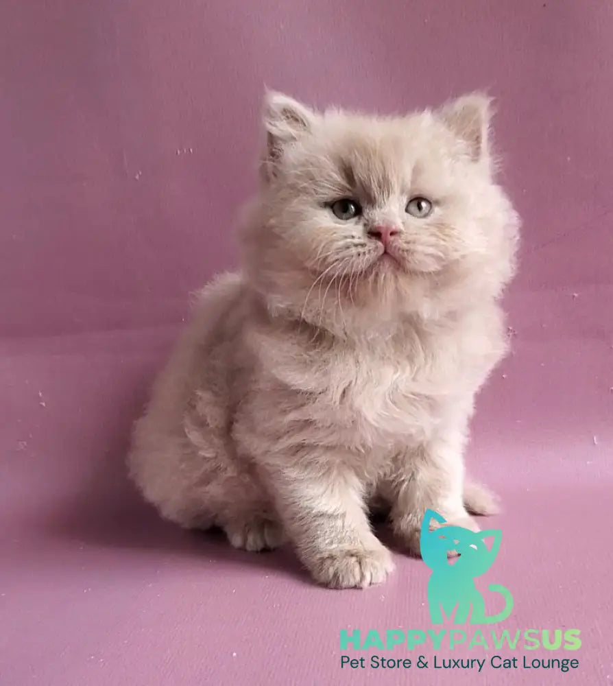 Teo British Longhair male fawn - live animals