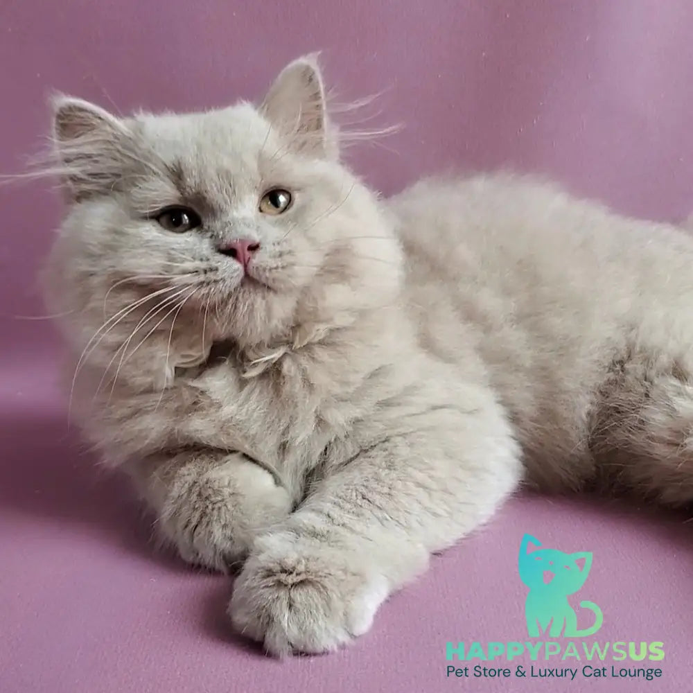 Teo British Longhair male fawn - live animals