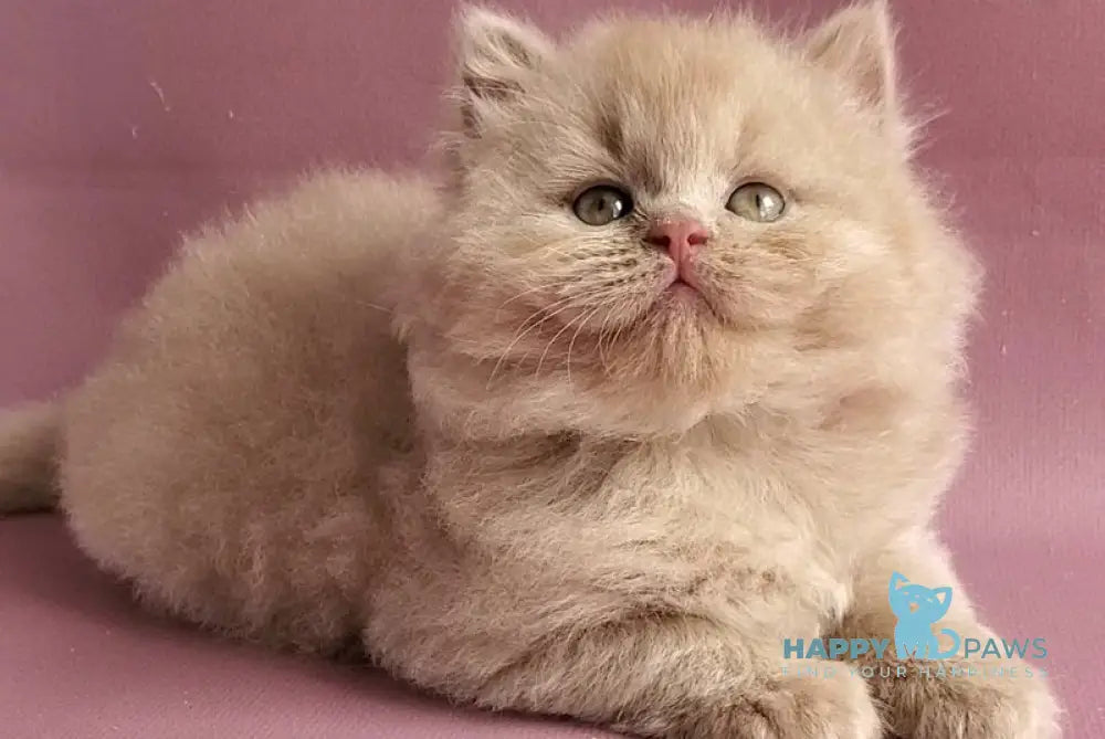 Teo British Longhair male fawn - live animals