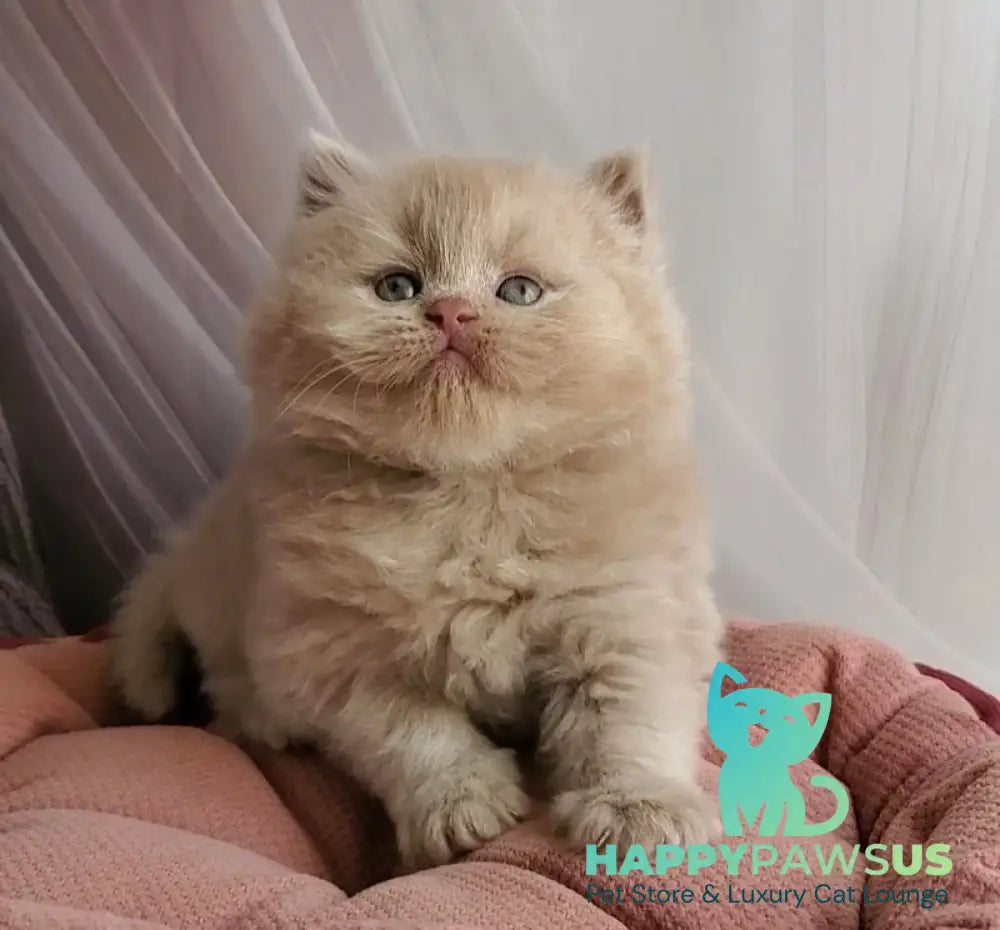 Teo British Longhair male fawn - live animals