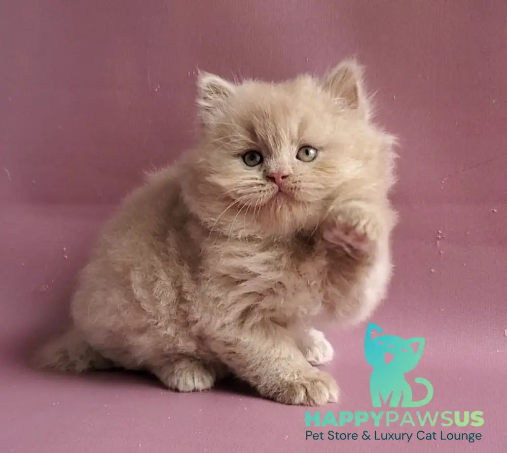 Teo British Longhair male fawn - live animals