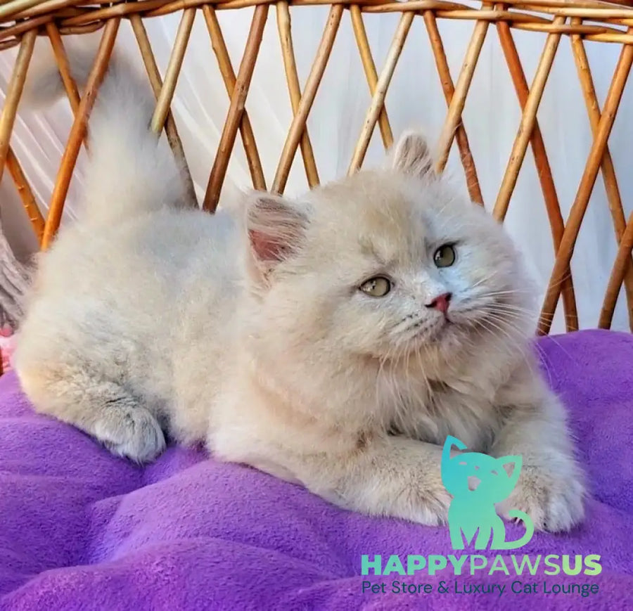 Teo British Longhair male fawn - live animals
