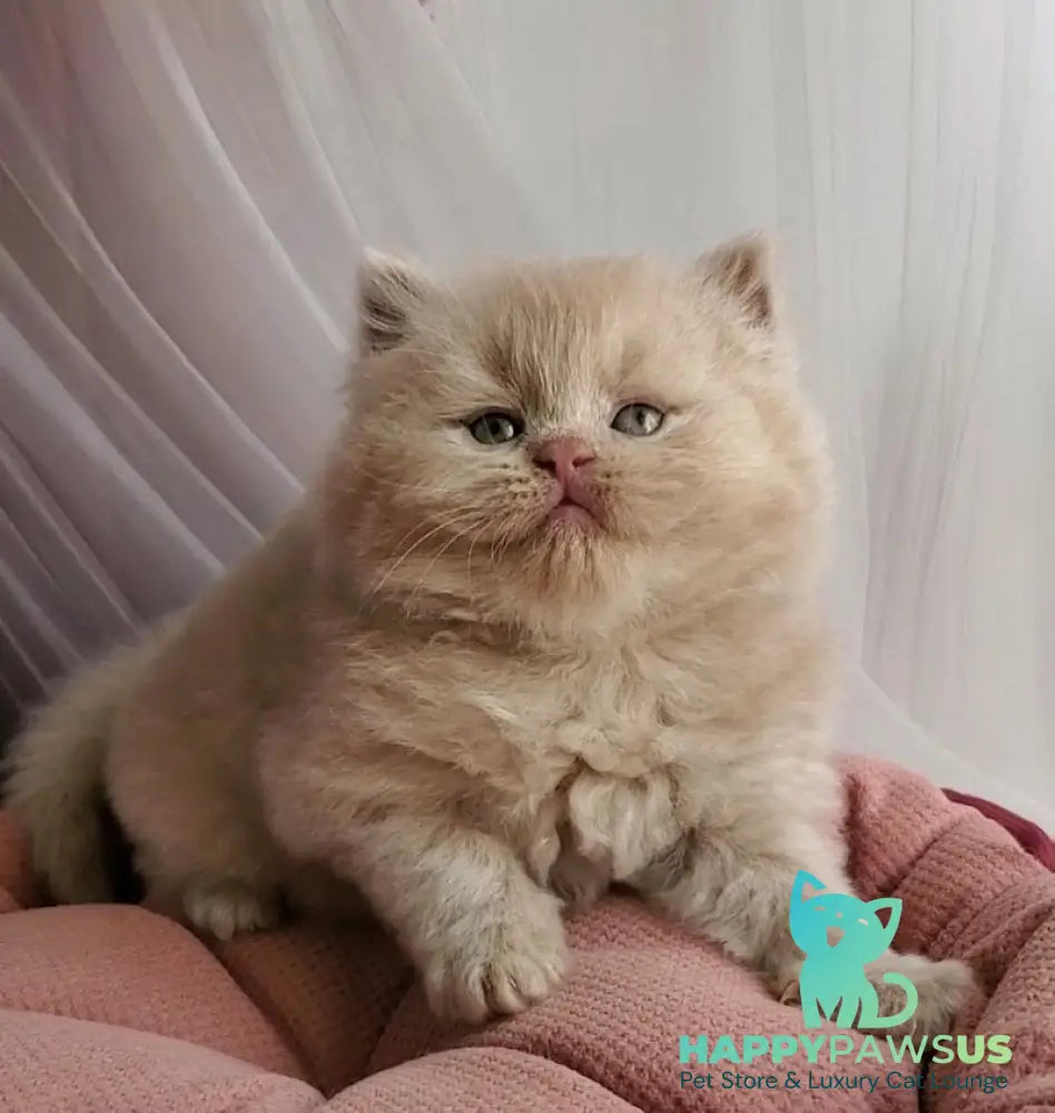Teo British Longhair male fawn - live animals