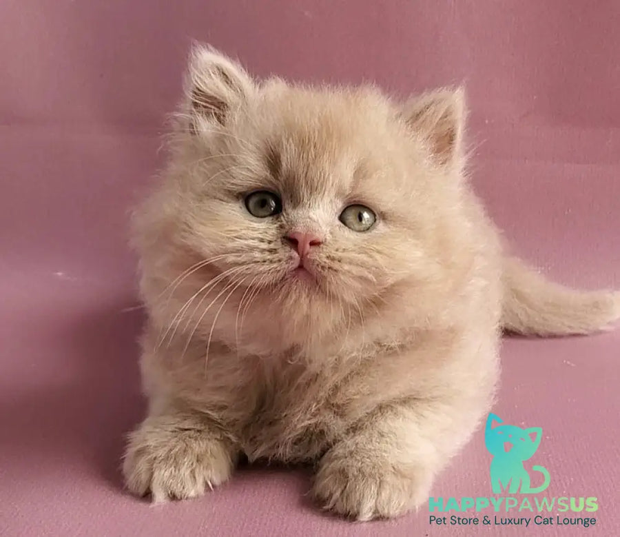 Teo British Longhair male fawn - live animals