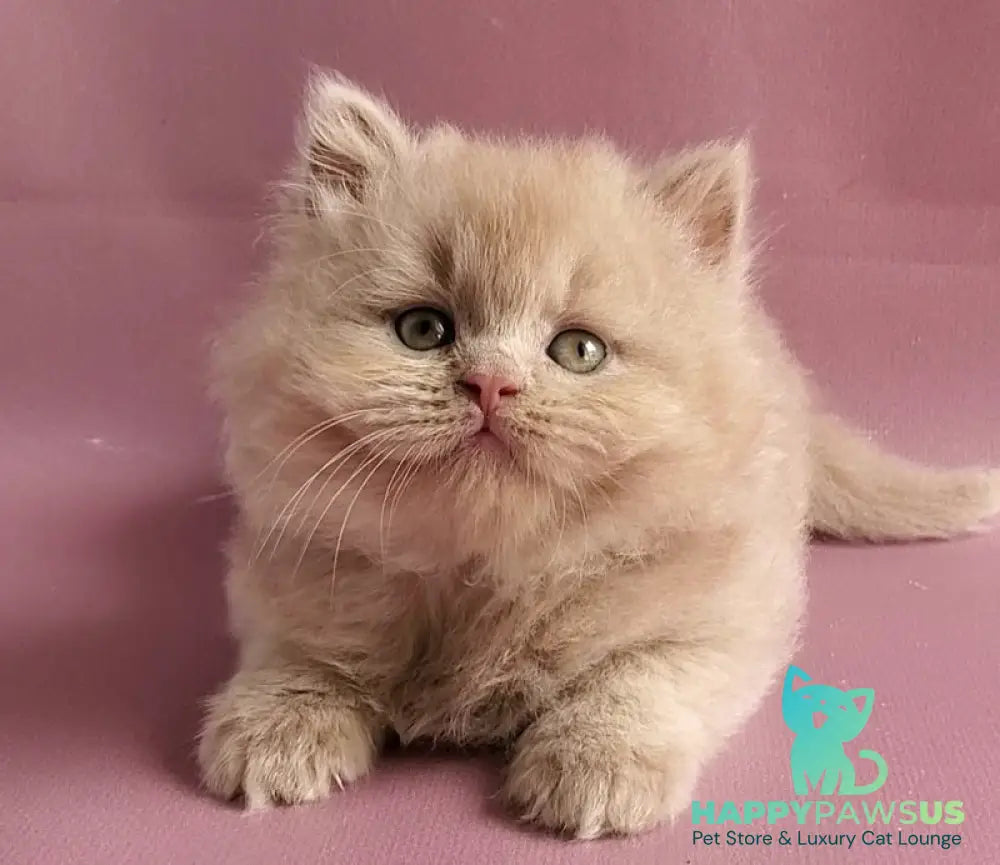 Teo British Longhair male fawn - live animals