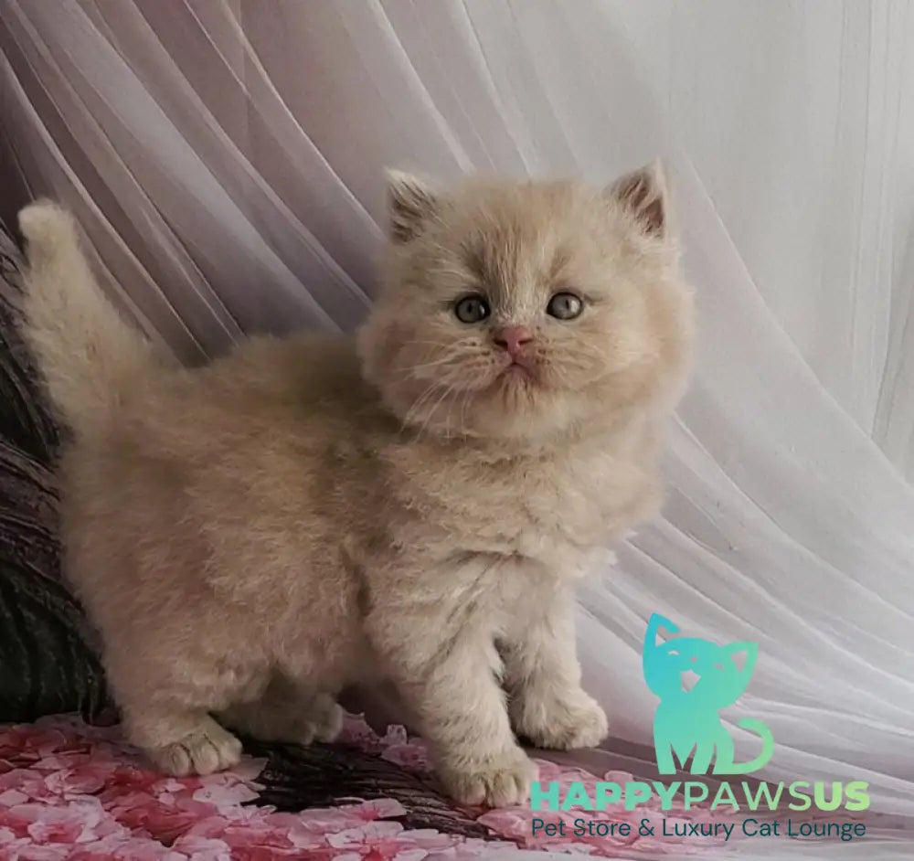 Teo British Longhair male fawn - live animals