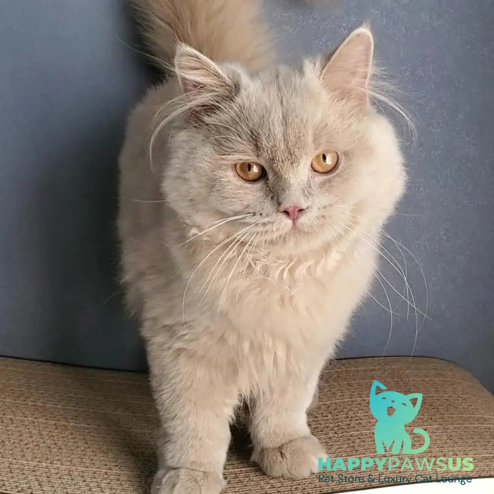 Teo British Longhair male fawn - live animals