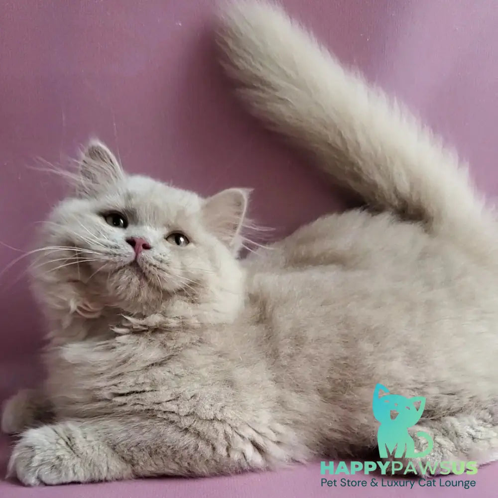 Teo British Longhair male fawn - live animals