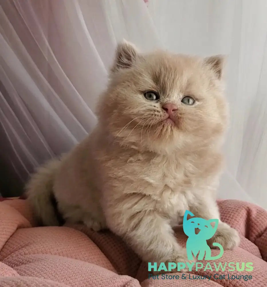 Teo British Longhair male fawn - live animals