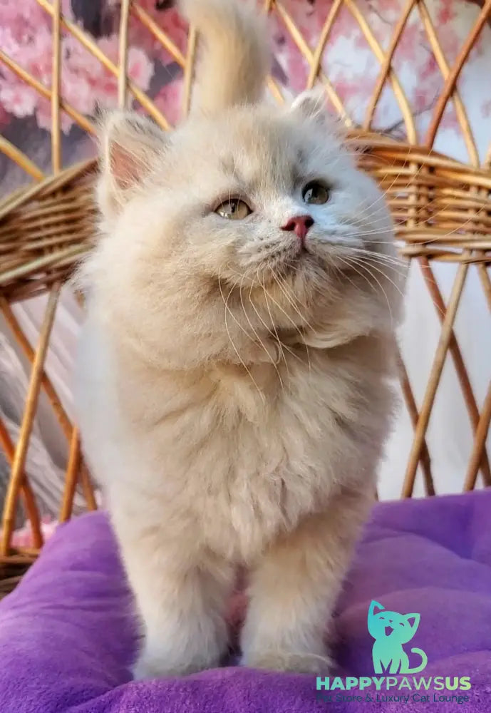 Teo British Longhair male fawn - live animals