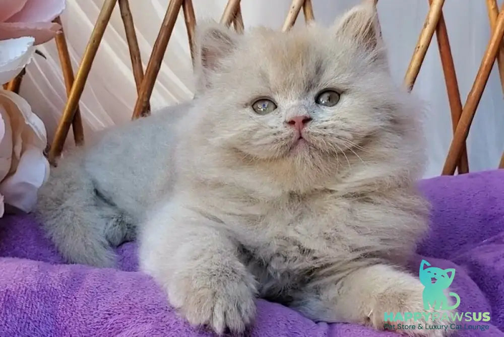Teo British Longhair male fawn - live animals