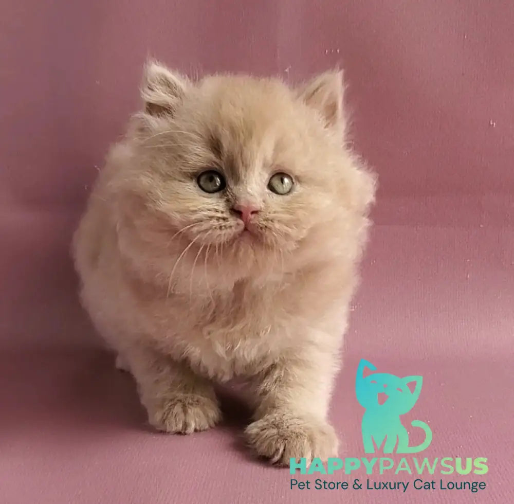 Teo British Longhair male fawn - live animals
