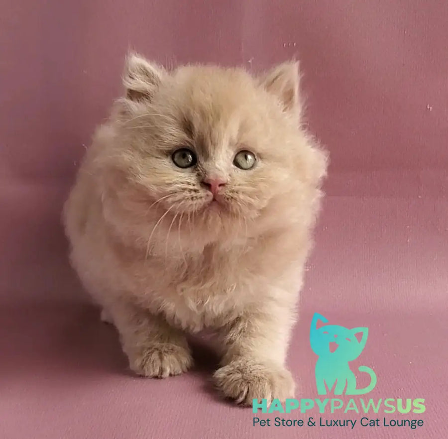 Teo British Longhair male fawn - live animals