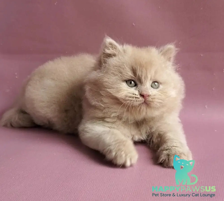 Teo British Longhair male fawn - live animals
