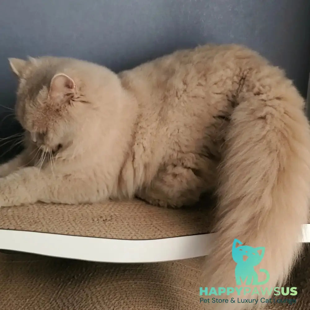 Teo British Longhair male fawn - live animals