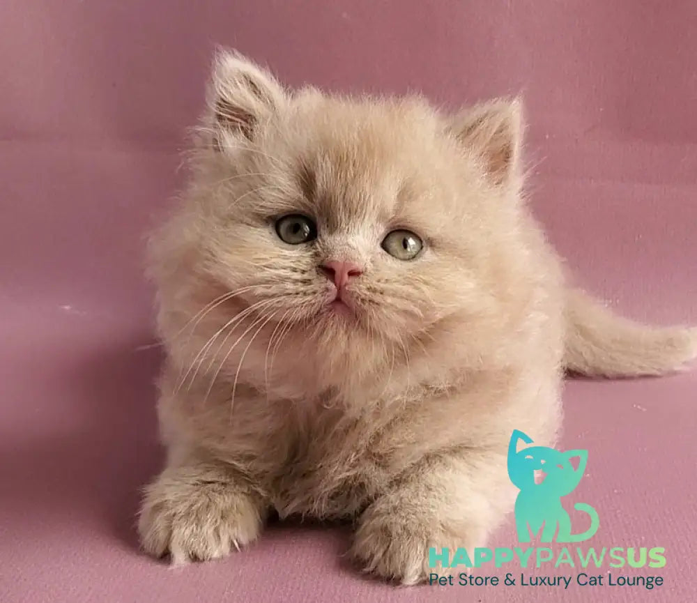 Teo British Longhair male fawn - live animals