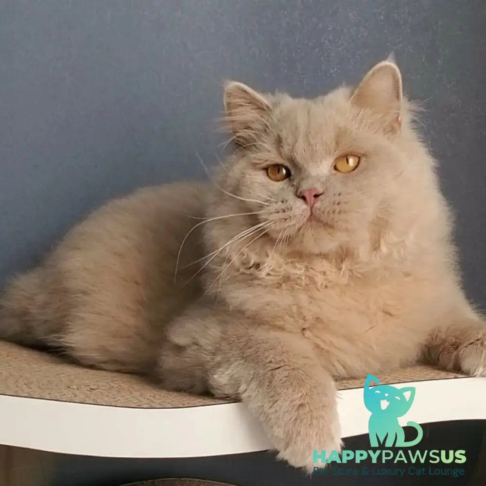 Teo British Longhair male fawn - live animals