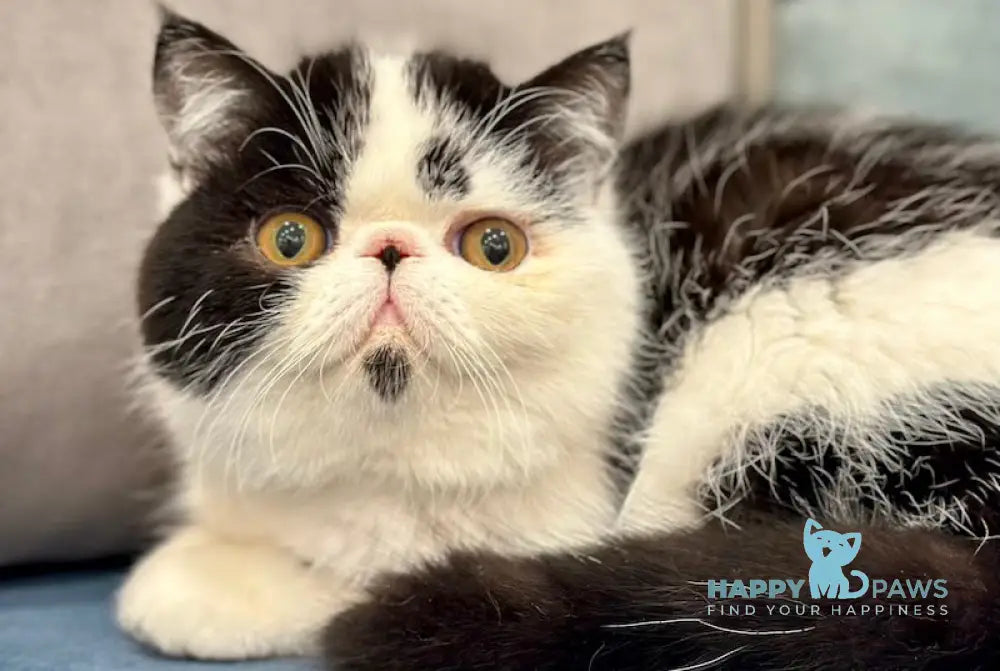 Teo Exotic male black bicolour live animals