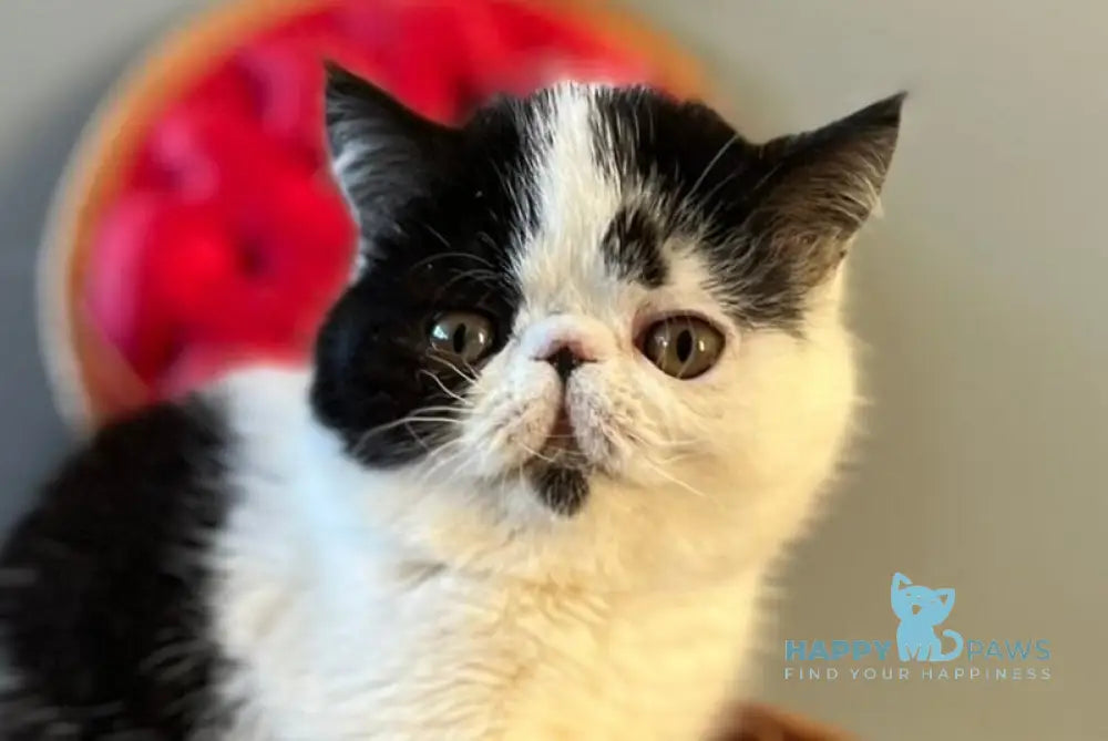 Teo Exotic male black bicolour live animals