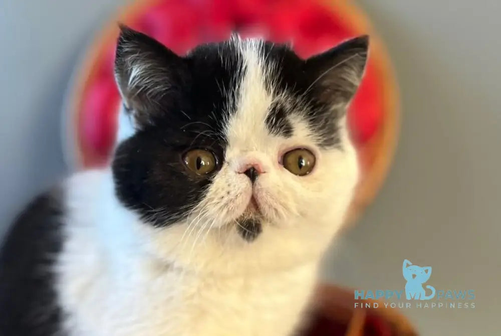 Teo Exotic male black bicolour live animals