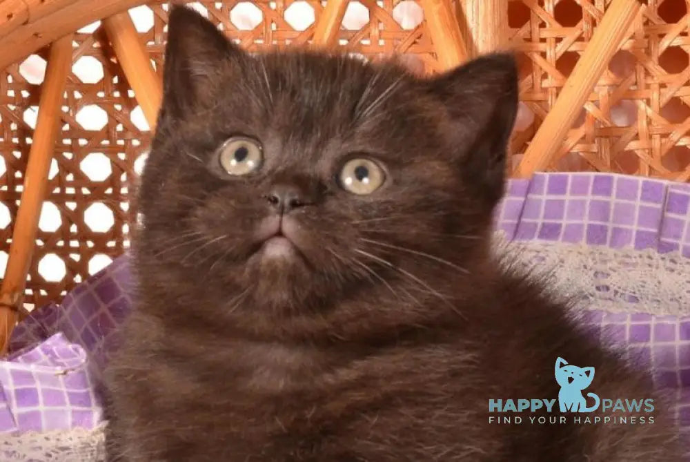 Teodora Scottish Straight female black live animals