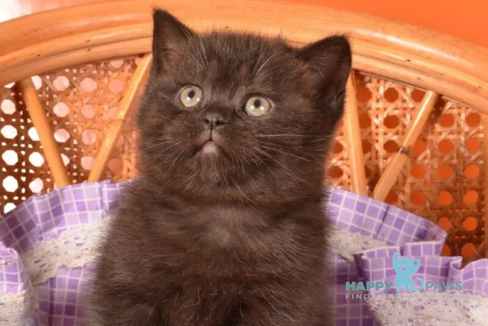 Teodora Scottish Straight female black live animals