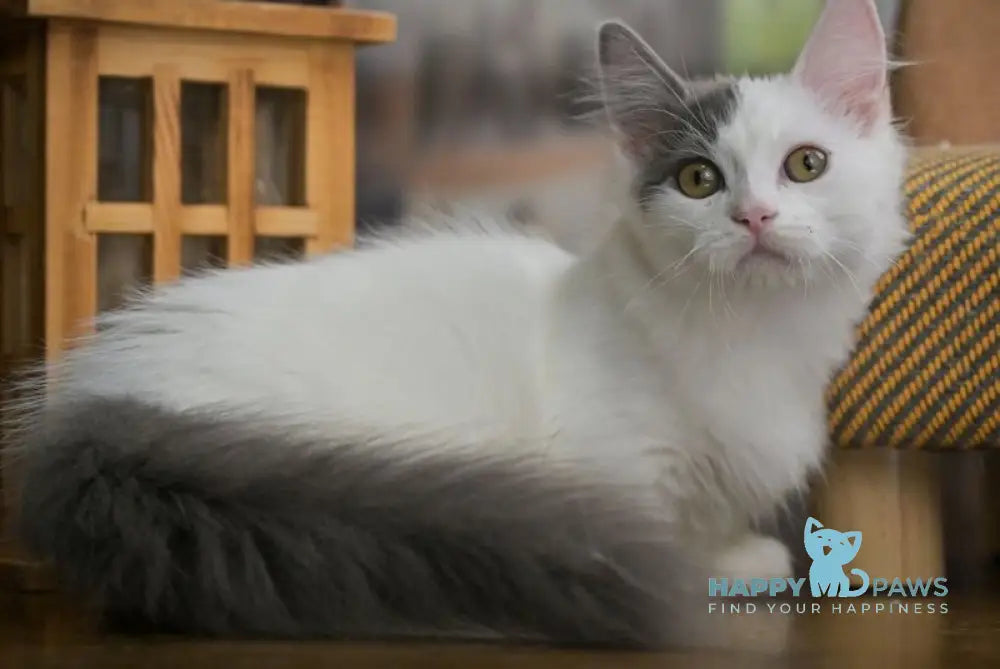 Teodoro Munchkin male blue van live animals