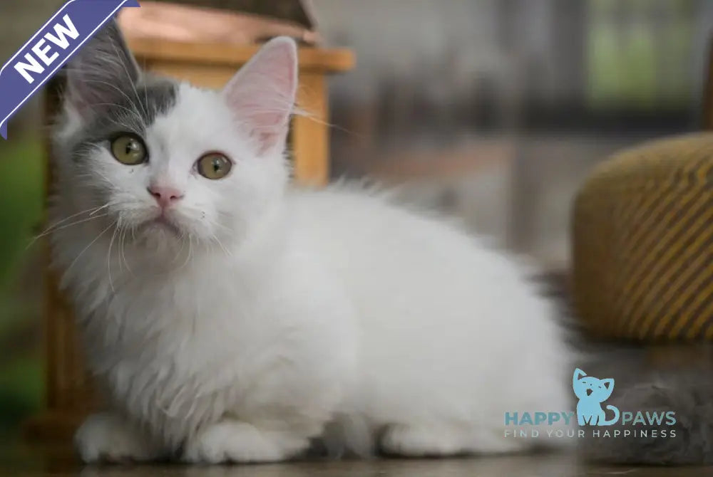 Teodoro Munchkin male blue van live animals