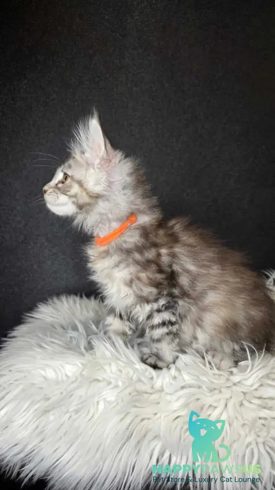 Tequila Maine Coon female black tortie bicolour tabby live animals