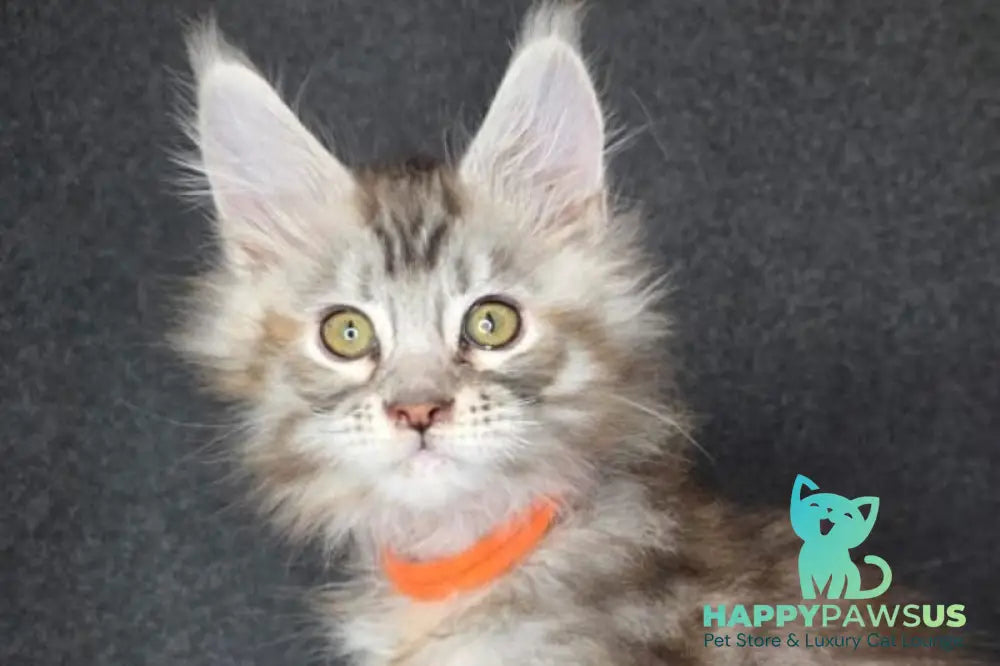 Tequila Maine Coon female black tortie bicolour tabby live animals