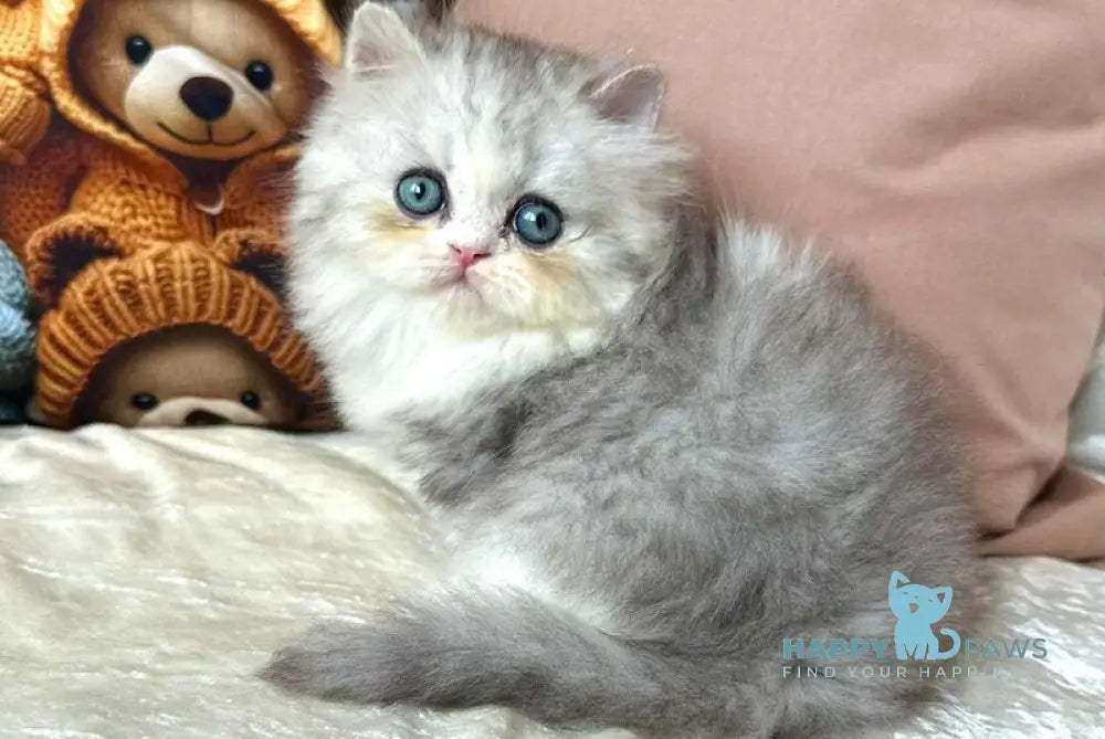 Tequila Scottish Straight female blue silver bicolour live animals