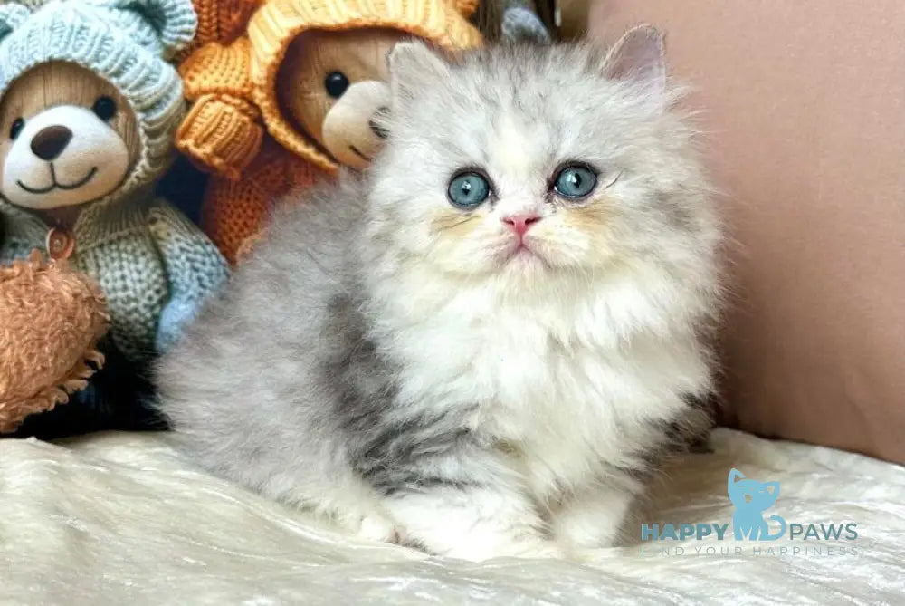 Tequila Scottish Straight female blue silver bicolour live animals