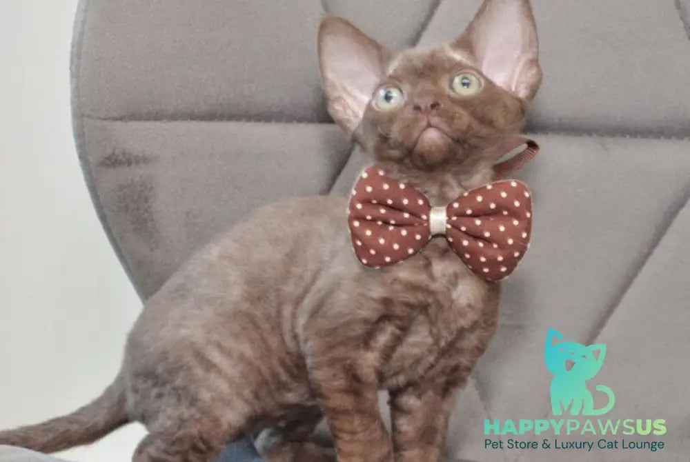 Teramisu Devon Rex female chocolate - live animals