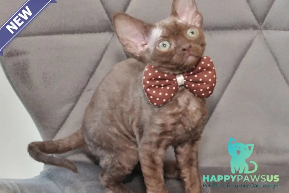 Teramisu Devon Rex female chocolate - live animals