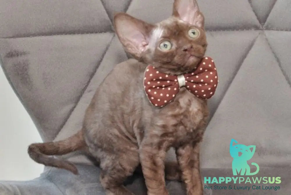 Teramisu Devon Rex female chocolate - live animals