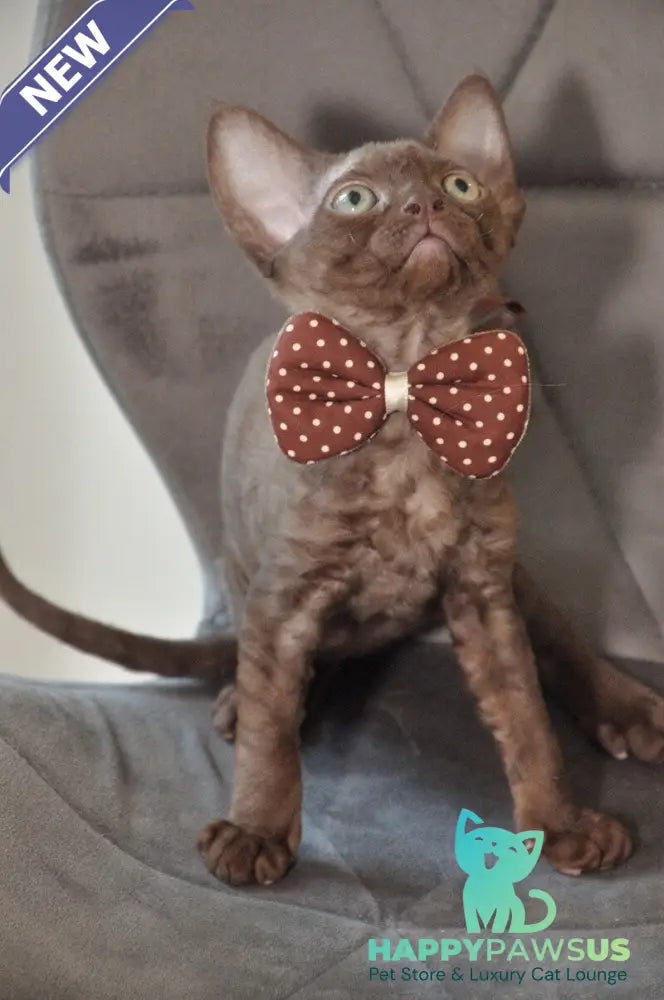 Teramisu Devon Rex female chocolate - live animals