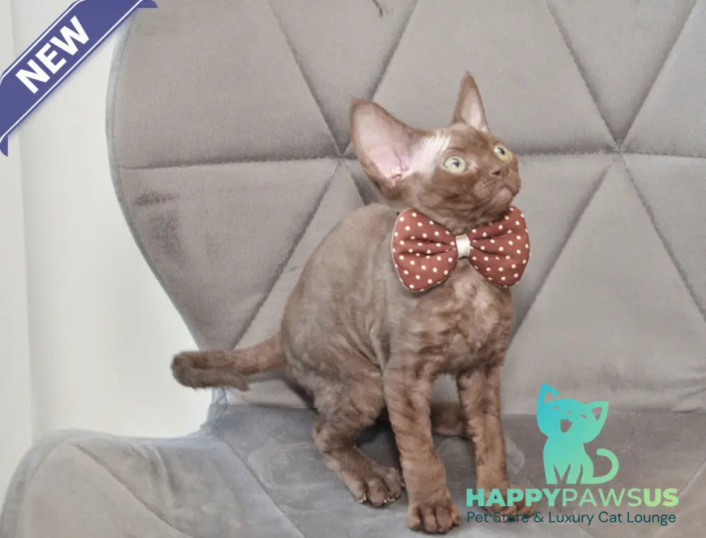 Teramisu Devon Rex female chocolate - live animals