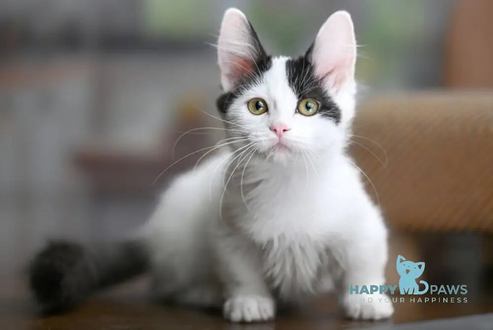 Teresa Munchkin female black van live animals